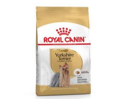 Yorkshire terrier 1.5 kgs