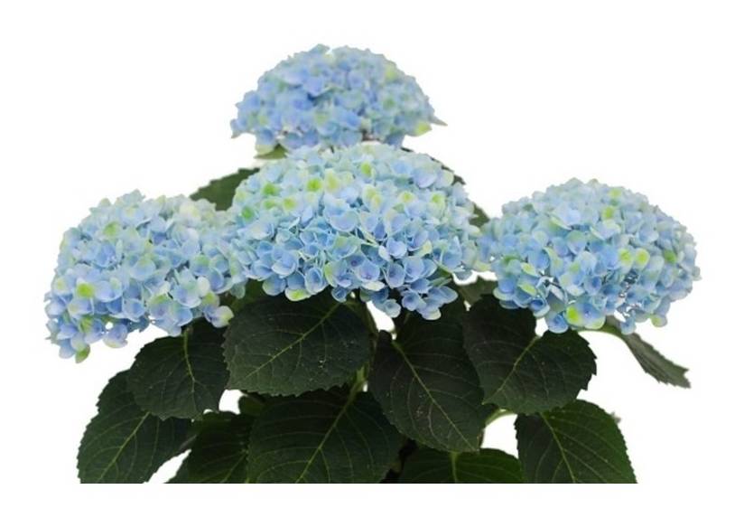 Hydrangea Macrophylla Plant, Blue