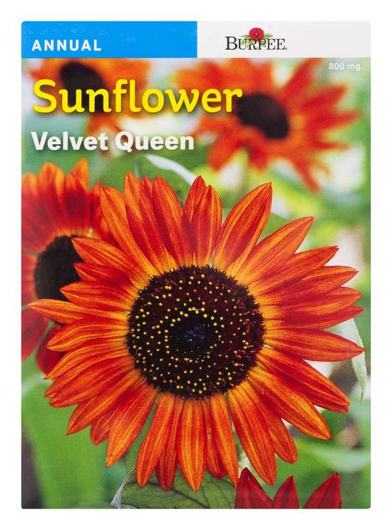 Burpee Velvet Queen Sunflower Seeds (1 ct)