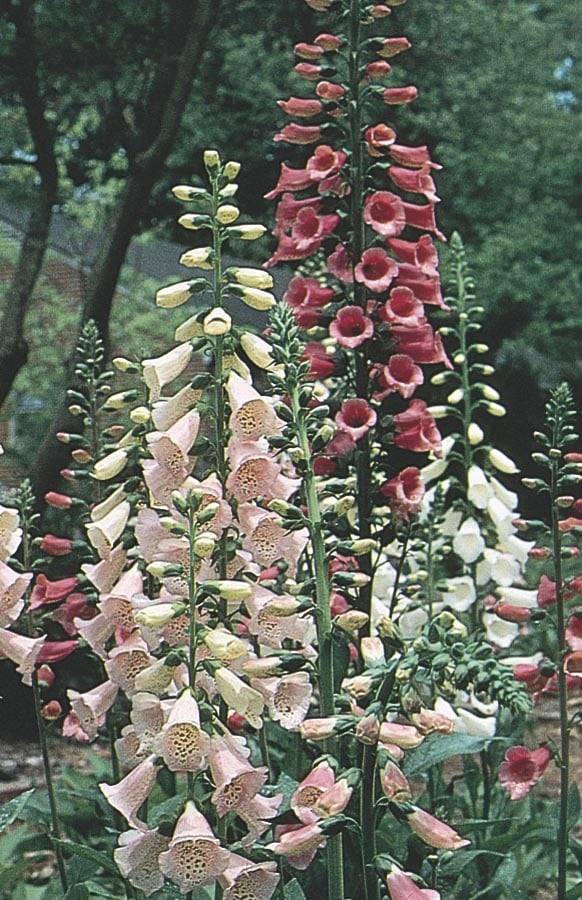 Lowe's Multicolor Foxglove Plant in 1 -Gallon Pot | NURSERY