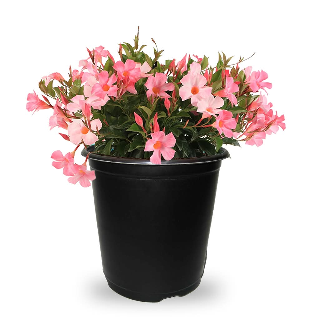 Lowe's Pink Mandevilla Plant 2.5 -Quart, Pink