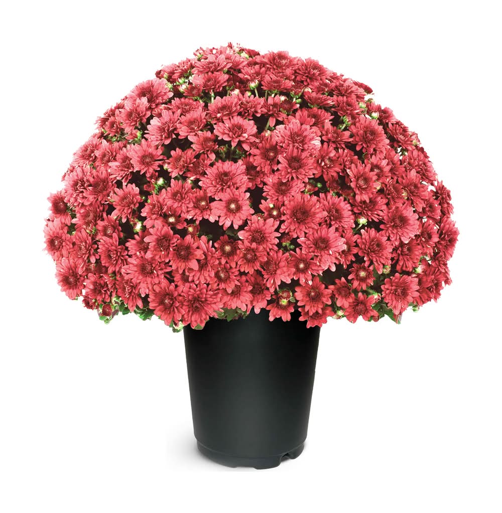1.00-QT MUM RED PGH PBS
