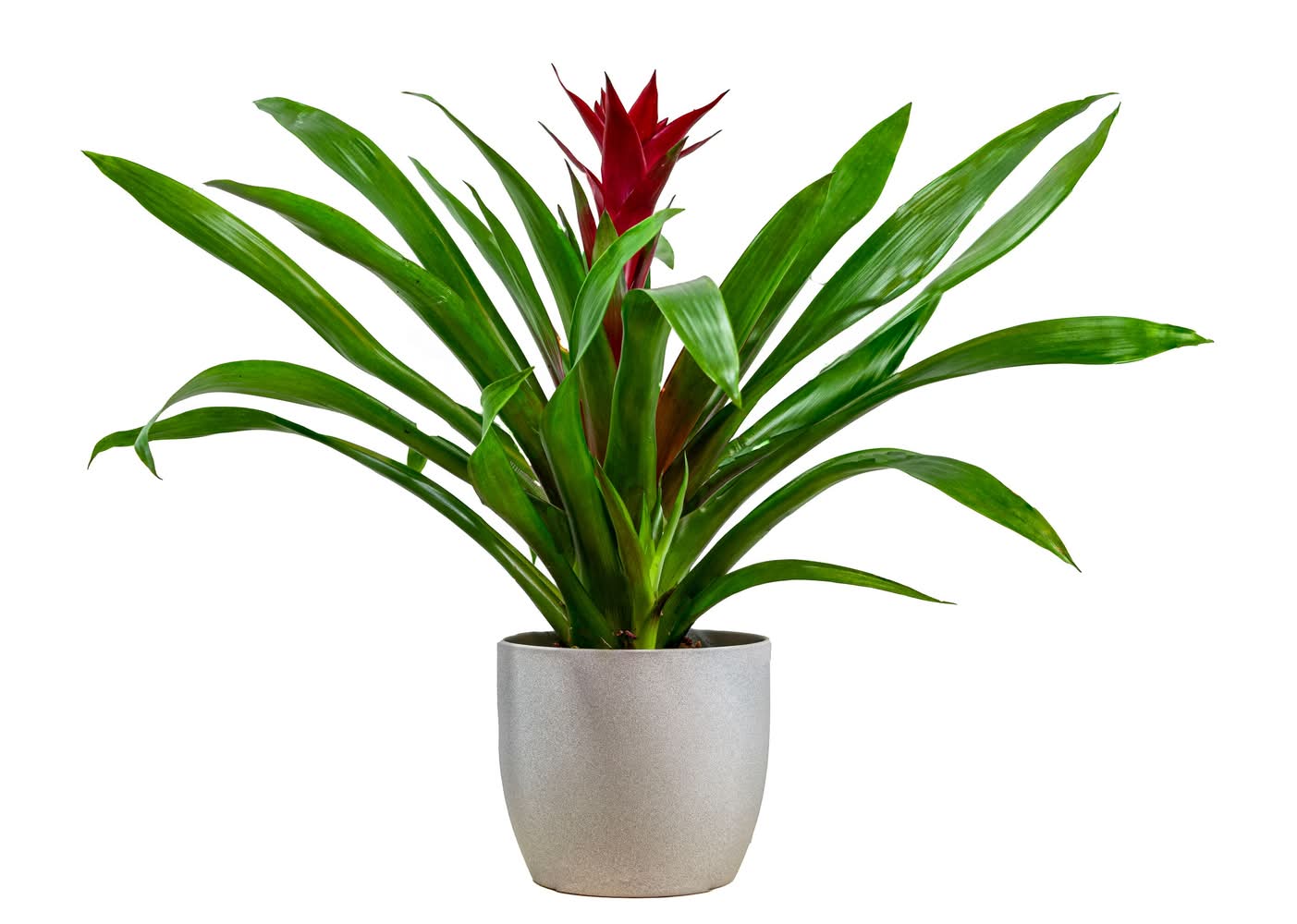 Better-Gro Mixed Bromeliads House plant in