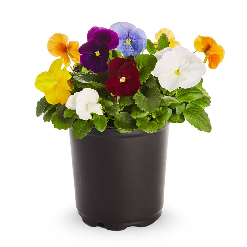 Lowe's Multicolor Pansy in 1-Pint Pot | NURSERY