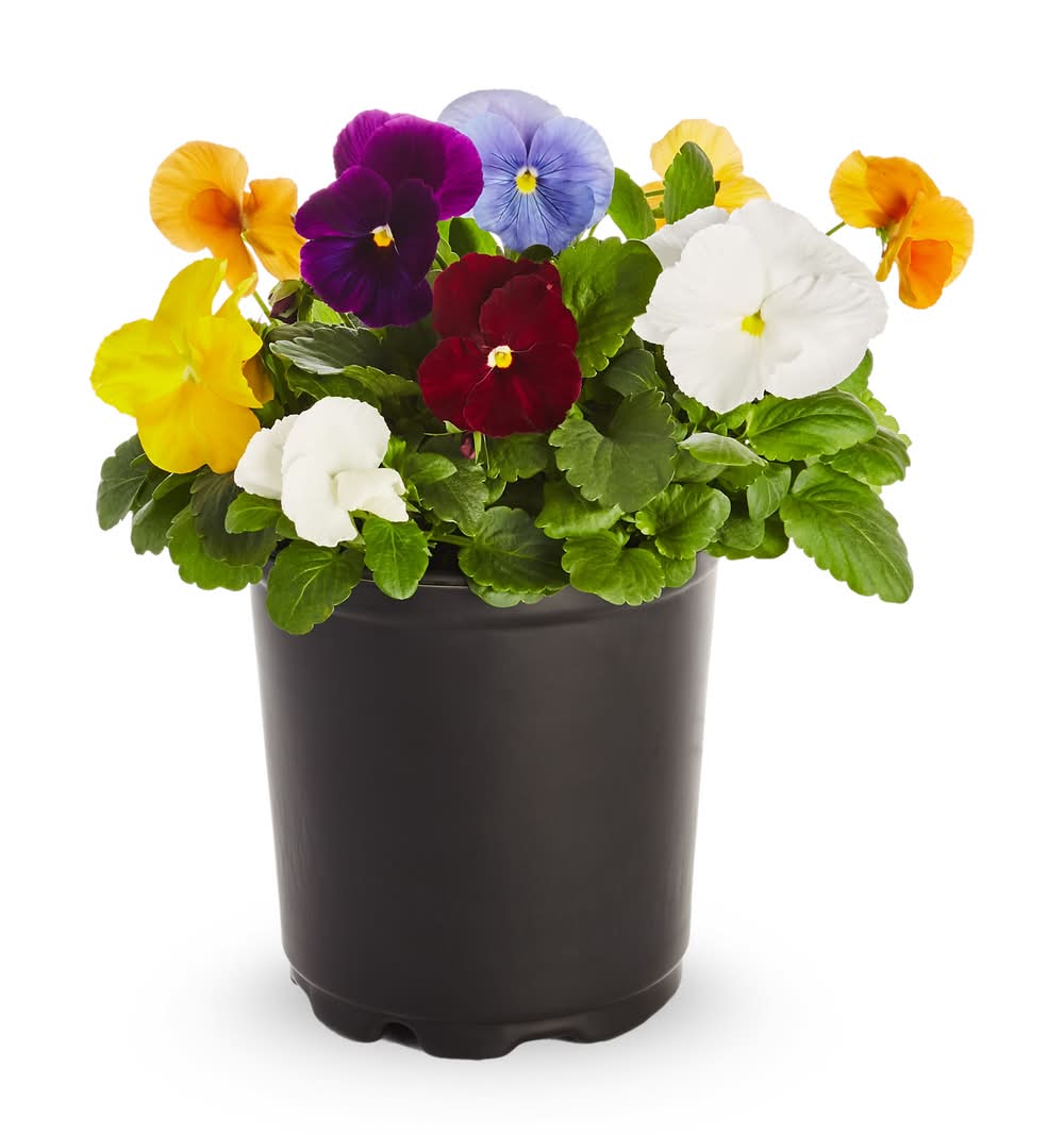 Lowe's Multicolor Pansy in 1-Pint Pot