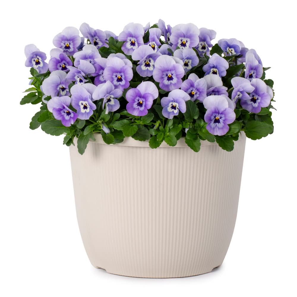Lowe's Multicolor Pansy in 1.75 Gallon(s) Planter 1 -Pack