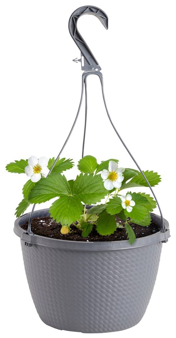 Bonnie Plants Strawberry, 1.55 qt., Live Plant