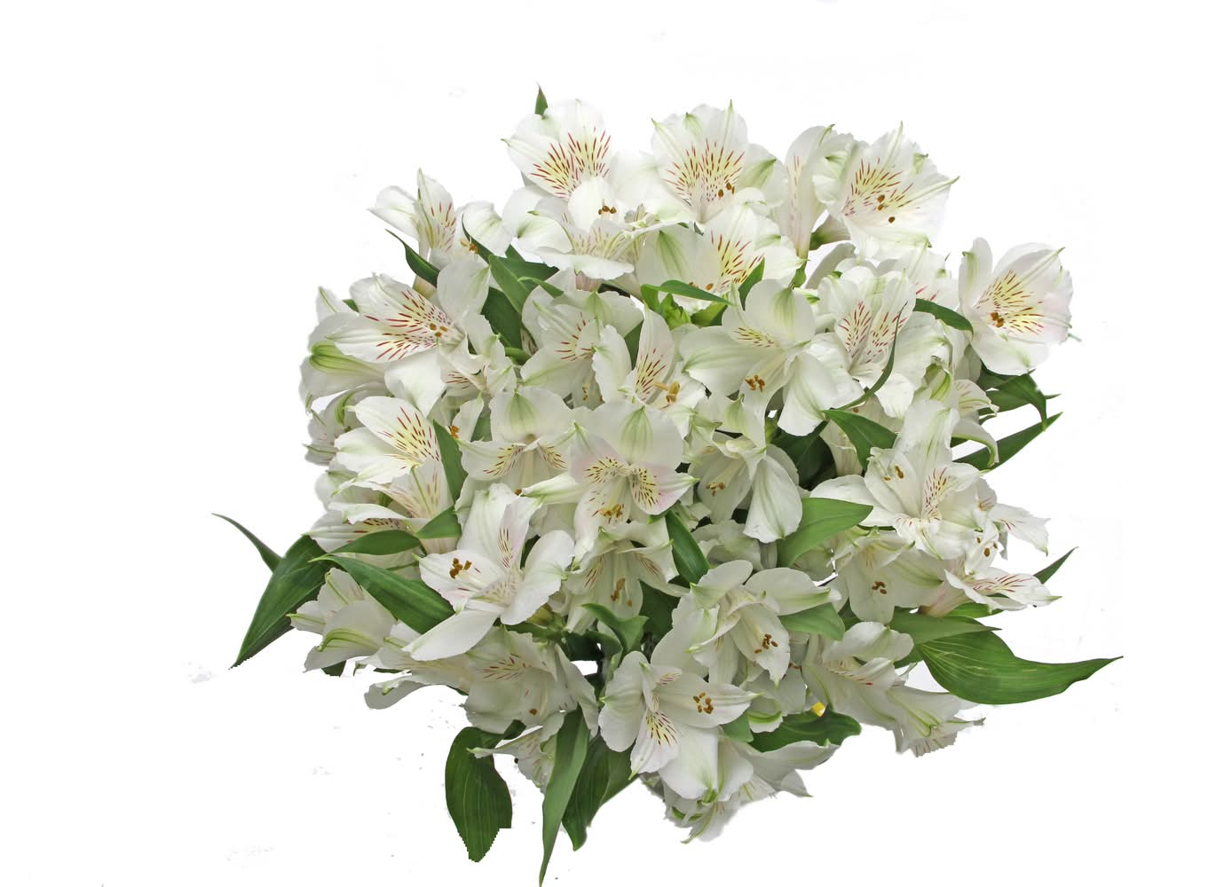 Dierbergs Flowers & Gifts Alstroemeria Bouquet
