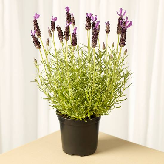 Plant delivery near me discount