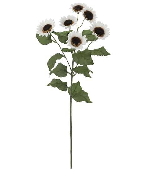 White Sunflower Stem By Ashland