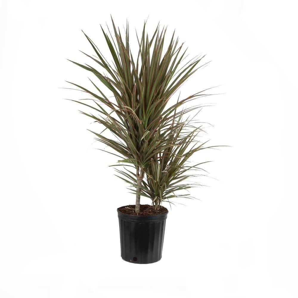 Lowe's Dracaena Marginata House Plant in 1.72-Gallon Pot | NURSERY