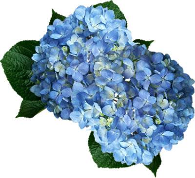 Debi Lilly Hydrangea Blue 2 Stem - Each