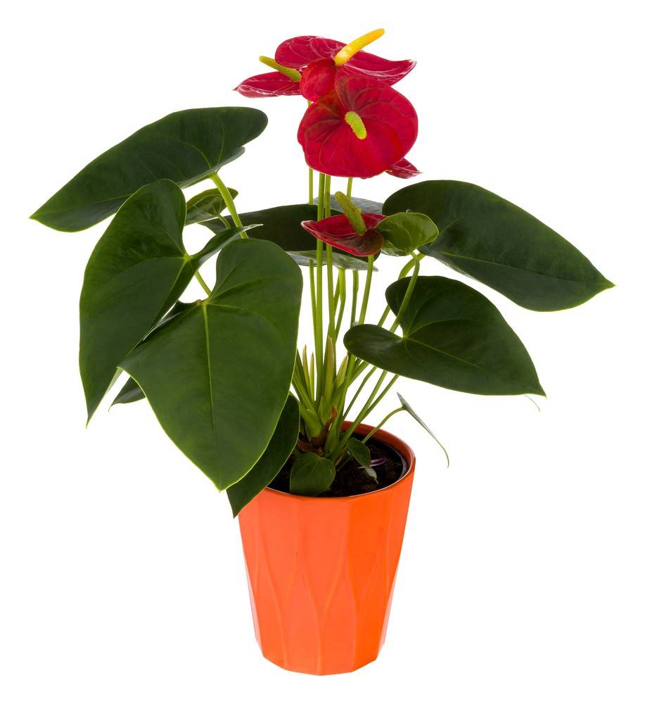 Anthurium