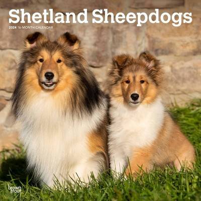 Browntrout 2024 Wall Calendar 12"x12" Shetland Sheepdogs