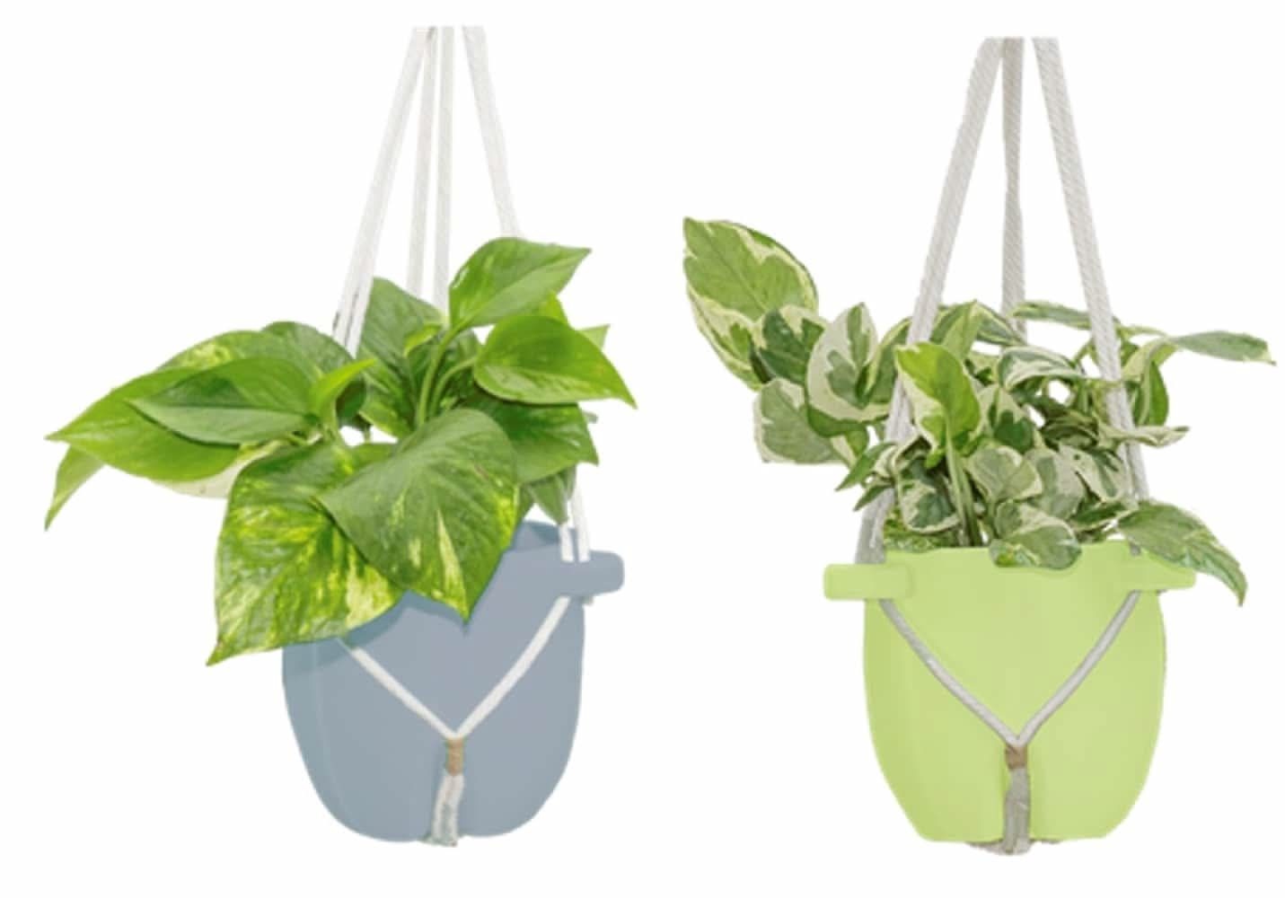 potting a money tree GARDENERA Money Tree Potting Soil - 10 QUART