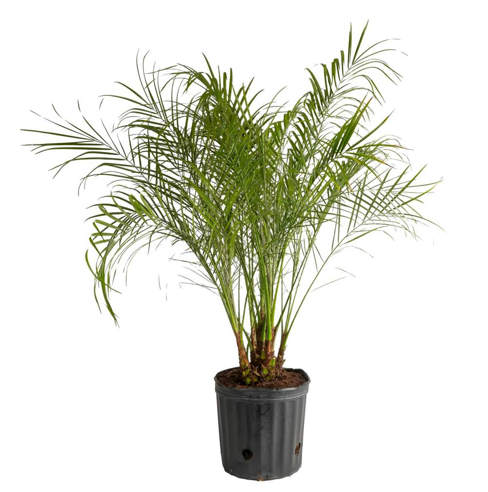 Lowe's 2.25 -Gallon Feature Phoenix Pygmy Date Palm In pot (with soil) | 375735
