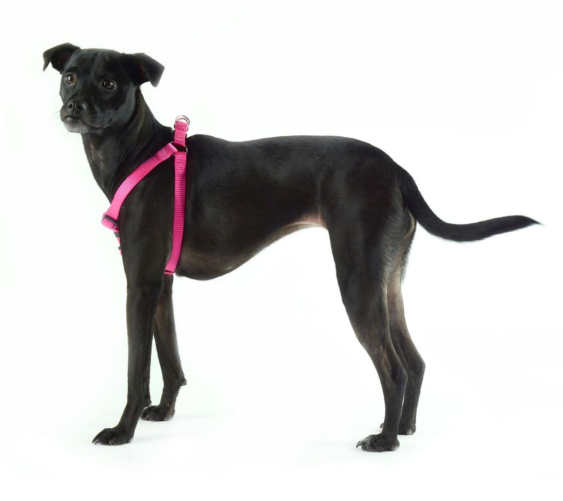 JUMP! Nylon Adjustable Pink Dog Harness, 1 Small