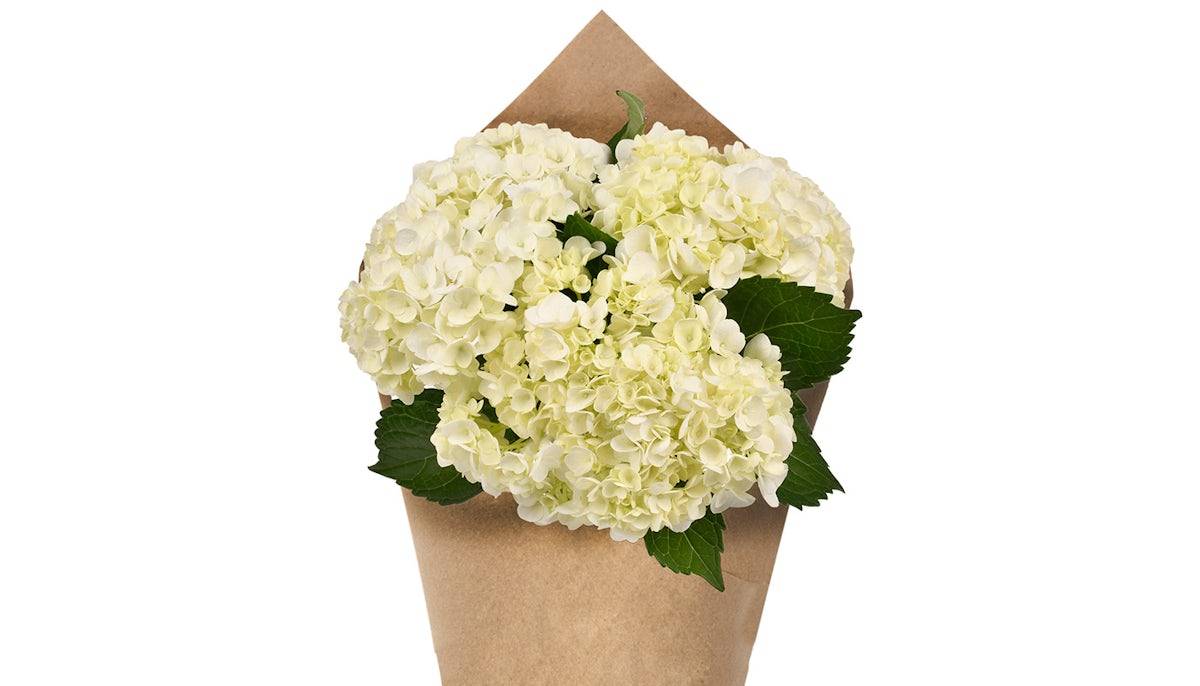 Hydrangea Bunch - White, 3 stem