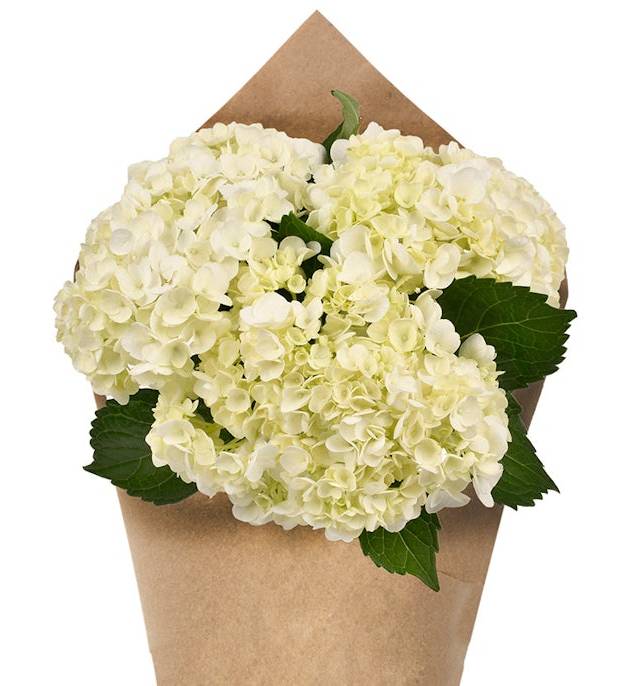 Hydrangea Bunch - White