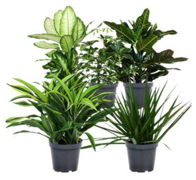 Foliage Assorted 6 Inch - Each (Variety May Vary)