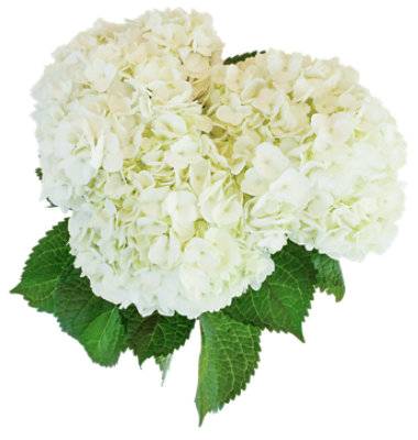 Debi Lilly Hydrangea White 3 Stem