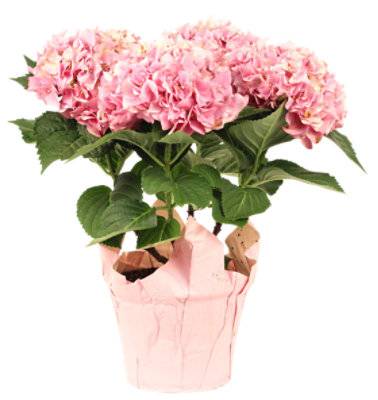 Hydrangea 6in (6 in)