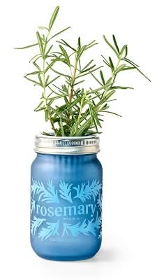 Modern Sprout Rosemary Green Pint Jar Grow Kit