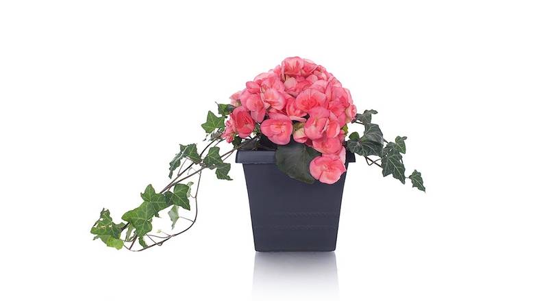 8" Begonia + Ivy Planter - Pink
