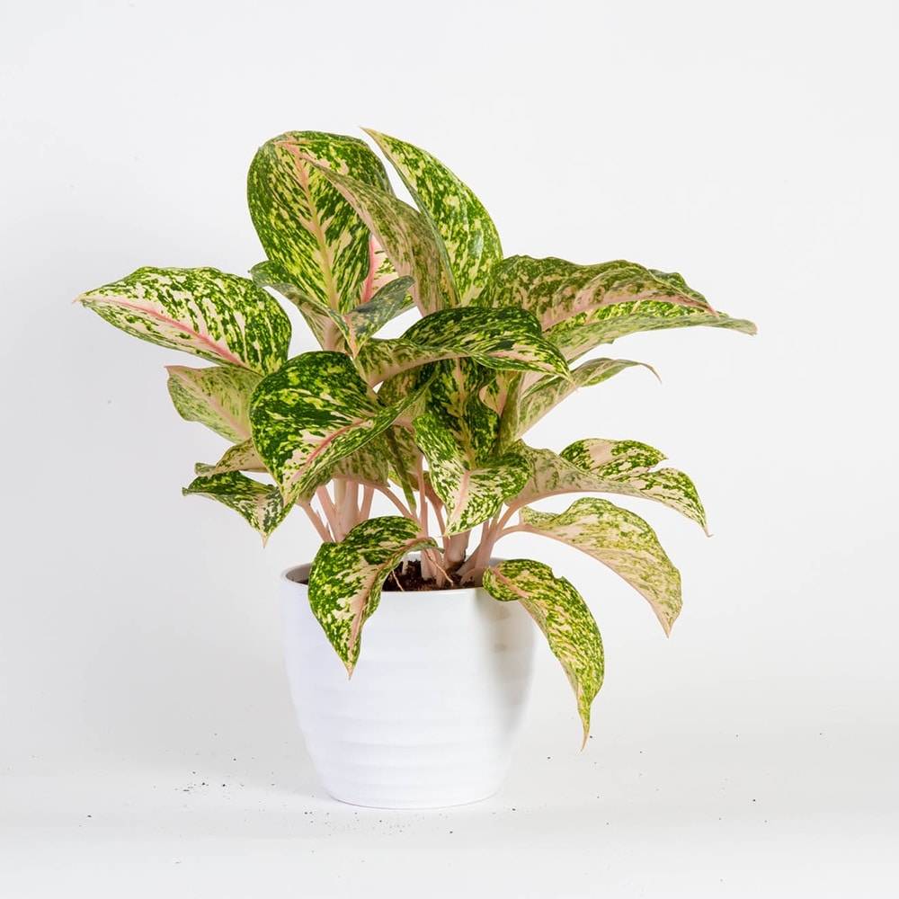 Lowe's Aglaonema House Plant in 1.4-Quart Planter | NURSERY