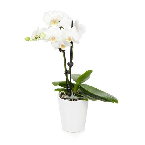 Phalaenopsis Orchid In Ceramic Planter 5-Inch 1 EA