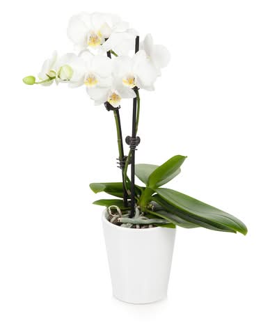 Phalaenopsis Orchid In Ceramic Planter