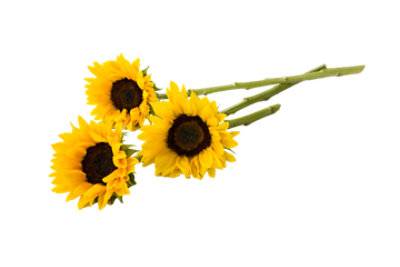 Signature Select 3 Stem Sunflower - Each