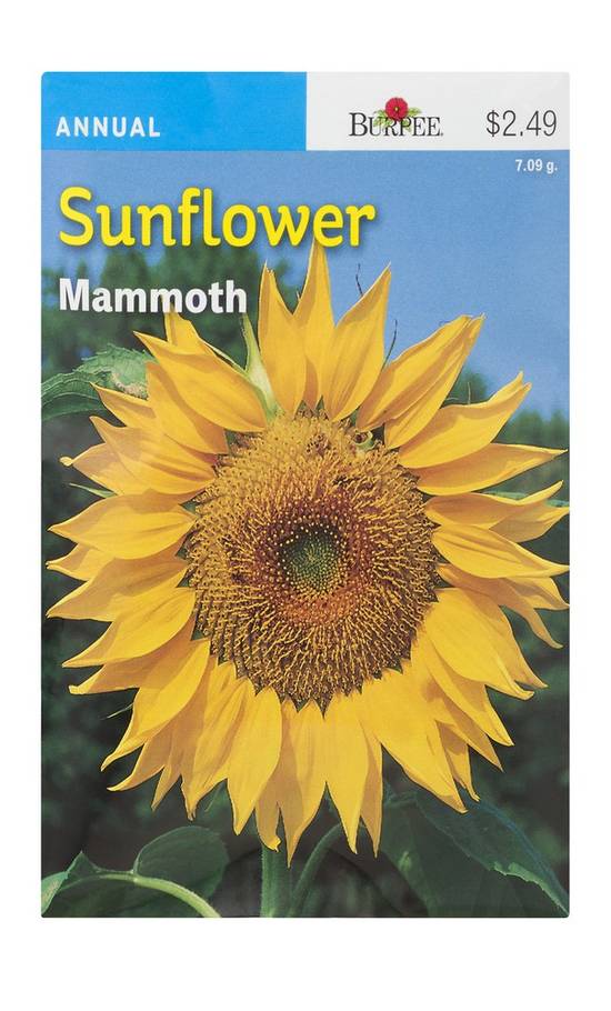 Burpee Annual Sunflower Mammoth Seeds