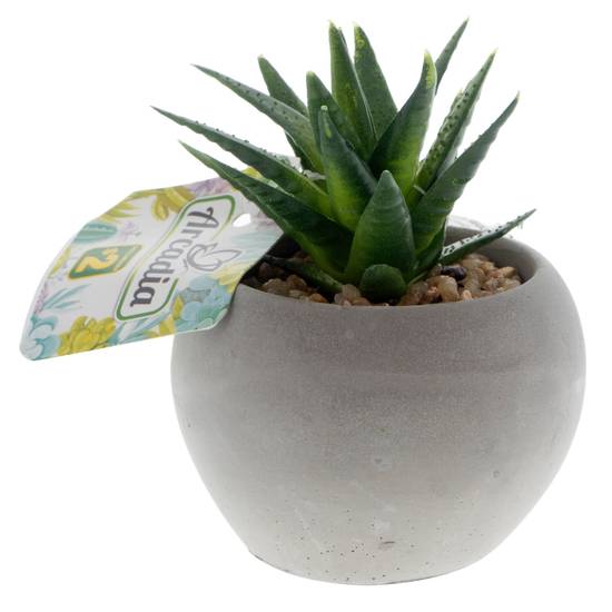 # Mini Pot En Ciment A/Plante Succulente (6.5 CM DIA)