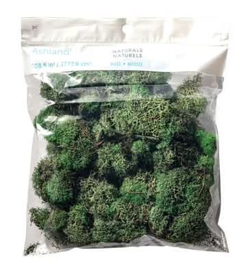 Ashland Reindeer Moss