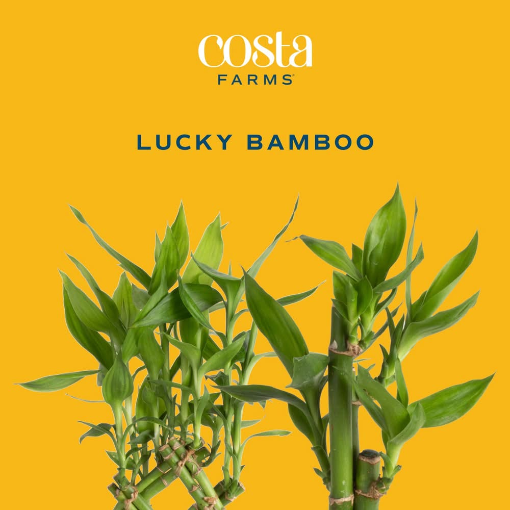 Costa Farms Specialty Lucky Bamboo House Plants Delivery Near Me | Order  Online | Uber Eats