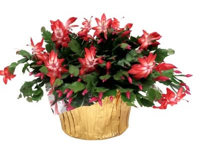 8" Christmas Cactus - Good Little Garden™