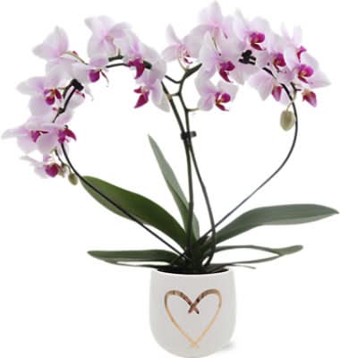 Little Love Potted Orchid Houseplant