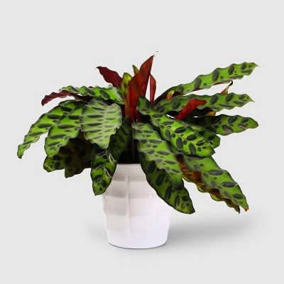 Good Little Garden Live Signature Foliage Plant