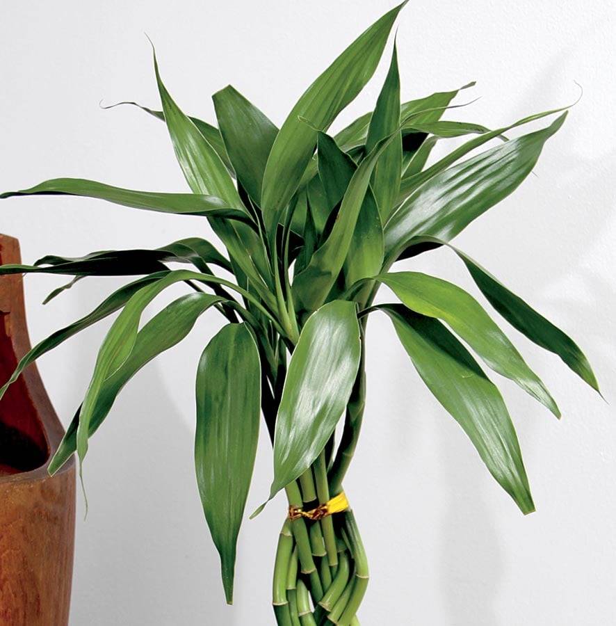 Lowe's Lucky Bamboo House Plant in 40 cm Pot | LB45