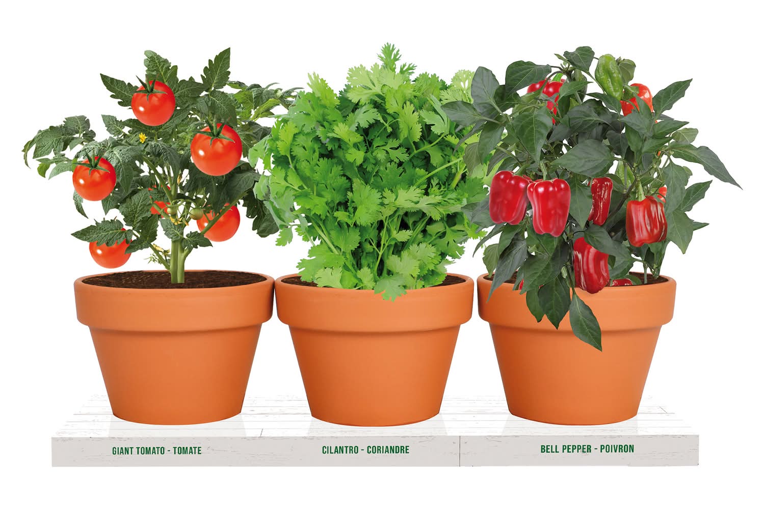 Healthy Veggie & Herb Kit (3 ct)