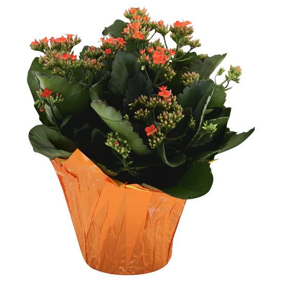 Westbrook Floral 6 Inch Kalanchoe in Pot Cover
