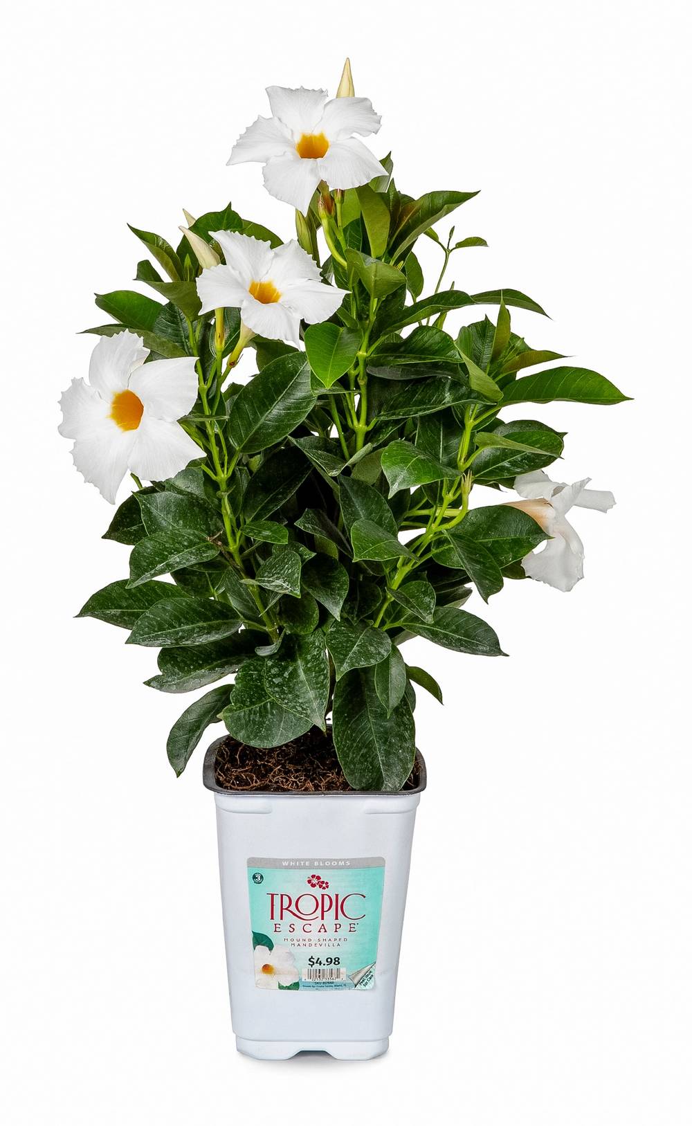 Lowe's White Mandevilla Flowering Shrub in 1.5 -Pint Pot 1 -Pack with White Blooms | 5634251