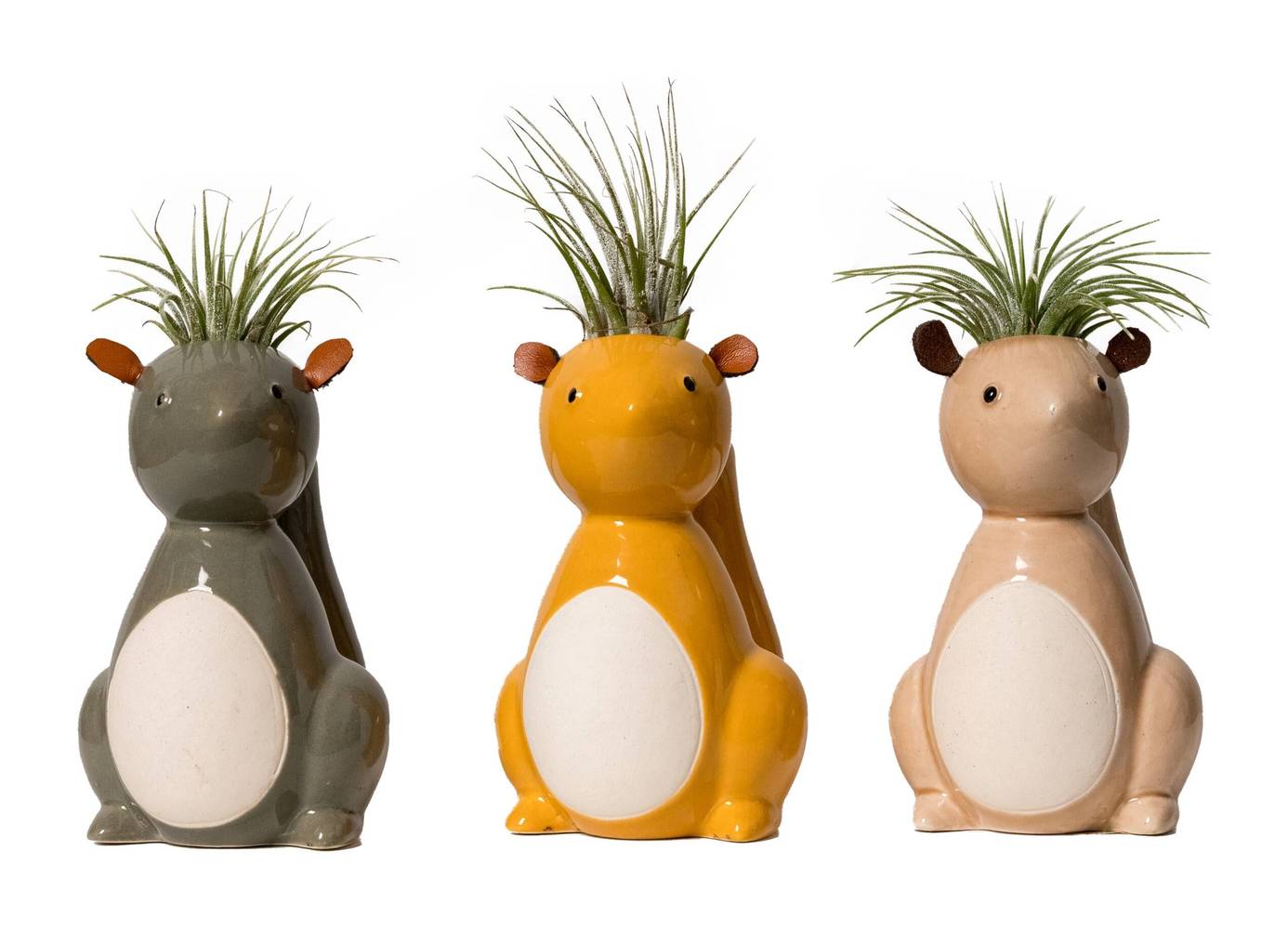 LiveTrends Peanut House Plant in 1-Pack(s) Pot | ASB06080