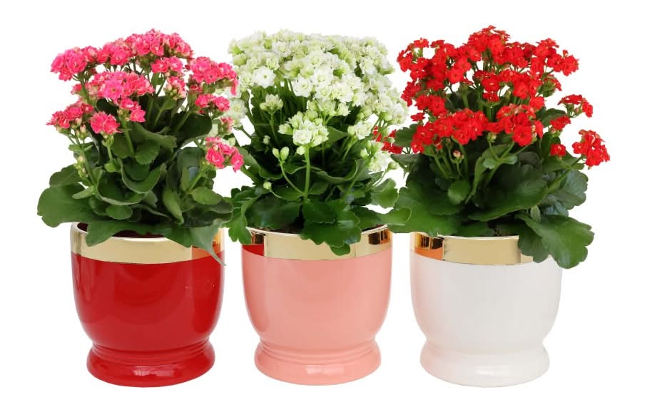 Kalanchoe in Keepsake Ceramic Pot - Assorted