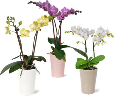 Orchid Phalaenopsis 4 Inch - Each (Colors May Vary)