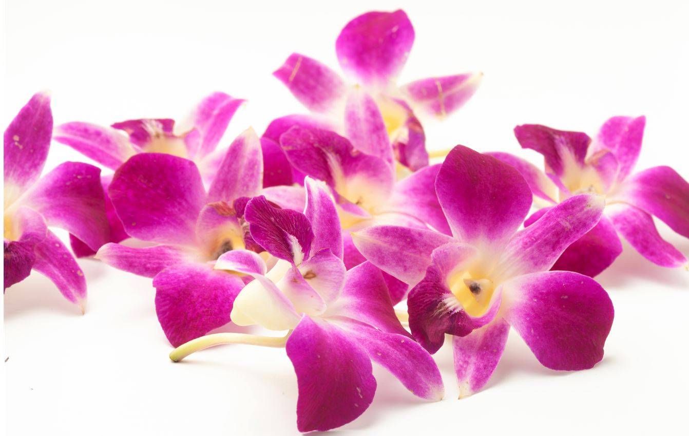 Micro Orchid Flowers - 4 oz (1 Unit per Case)