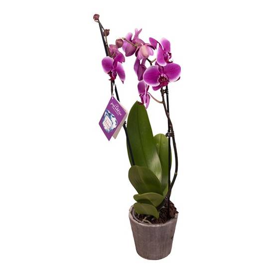 Orchids 5" DBL Spike- 51 5 inch Double Spike