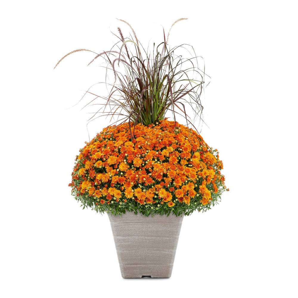 Lowe's Orange Mum in 1-Gallon Planter | NURSERY