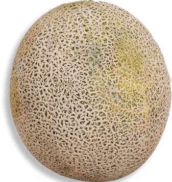 Melón Chino